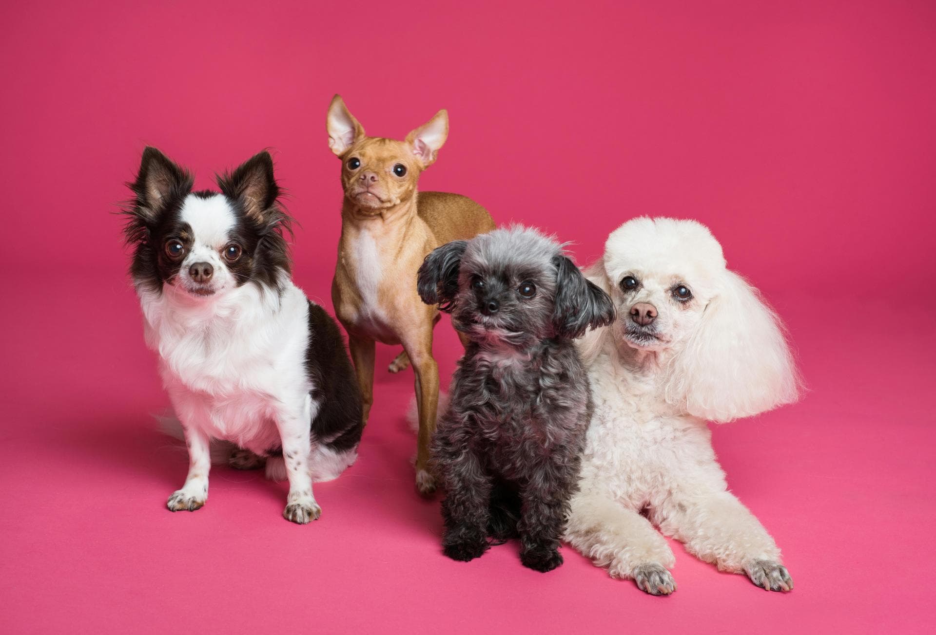 Dog & Cat Vets in Lowell